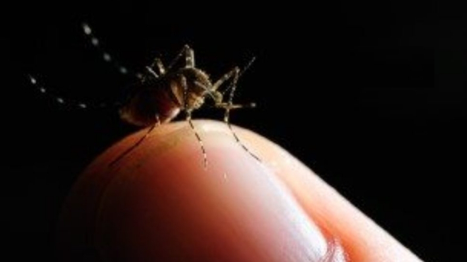 Thailand reports 100% increase in Chikungunya in 2022