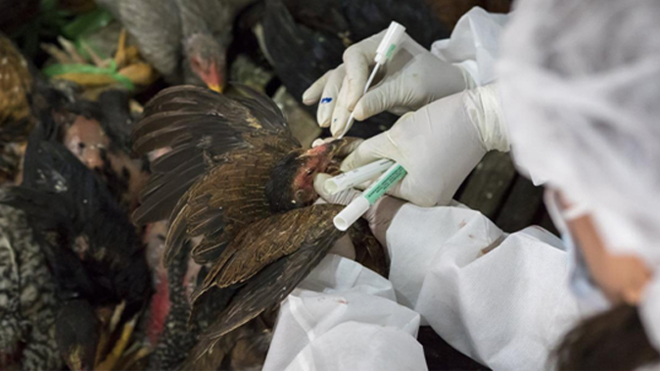 Vietnam warns about human avian flu risk after Cambodia outbreak