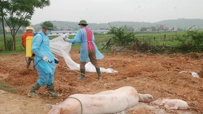 Lam Dong urgently handling ASF outbreak after detection of 24 dead pigs